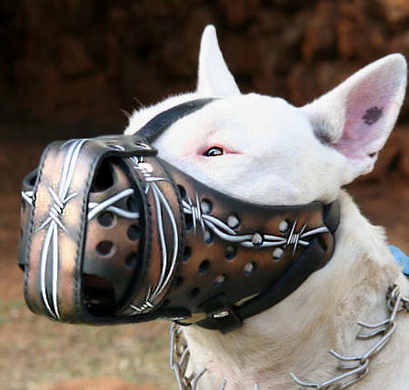 bull-terrier-best-leather-dog-muzzle-english-terrier_LRG.jpg