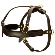 Leather Bull Terrier Harness for Dog Training and Pulling activities Leather Bull Terrier Harness for Dog Training and Pulling activities