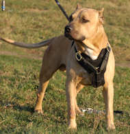 Exclusive Padded Designer Leather Bull Terrier Harness Exclusive Padded Designer Leather Bull Terrier Harness