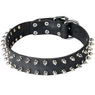 Leather Bull Terrier Collar Decorated with 2 Rows of Nickel Plated Spikes  Leather Bull Terrier Collar Decorated with 2 Rows of Nickel Plated Spikes