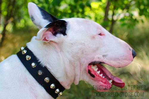 Waterproof Studded Nylon Bull Terrier Collar For Everyday Use 