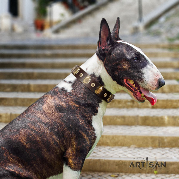 Bull Terrier everyday use dog collar of trendy leather