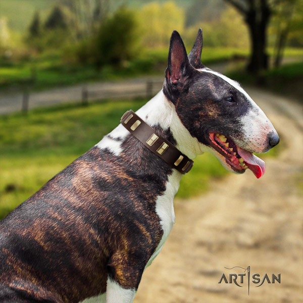 Bull Terrier walking dog collar of incredible quality leather
