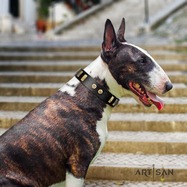 Bull Terrier everyday walking dog collar of awesome quality genuine leather