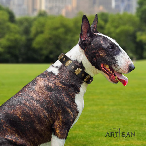 Bull Terrier comfortable full grain genuine leather dog collar with embellishments