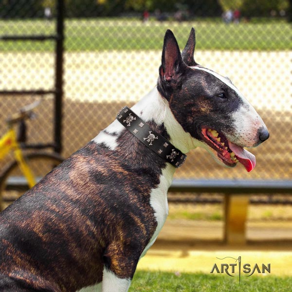 Bull Terrier comfortable wearing dog collar of soft genuine leather