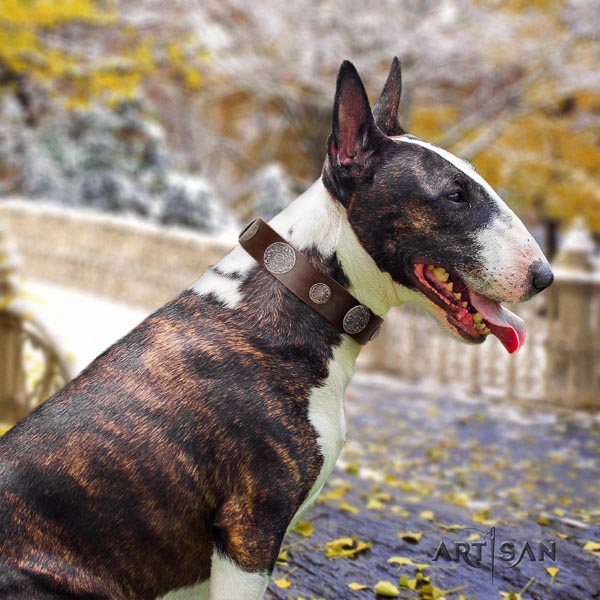 Bull Terrier comfortable wearing dog collar of exquisite quality genuine leather