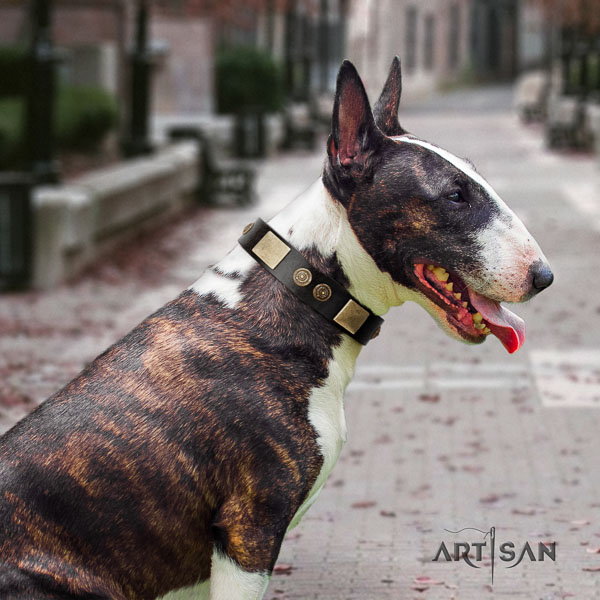 Bull Terrier stylish leather dog collar with adornments