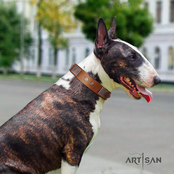 Bull Terrier everyday walking dog collar of best quality leather