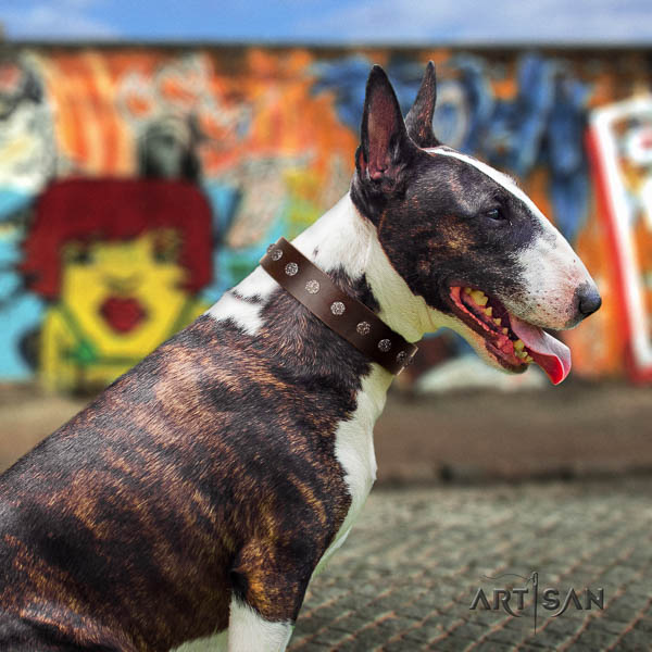 Bull Terrier comfy wearing dog collar of soft leather