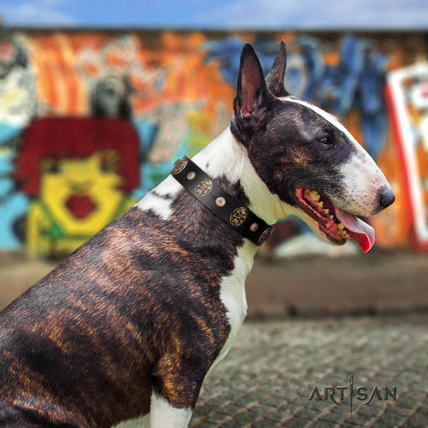 Bull Terrier amazing full grain natural leather dog collar with adornments