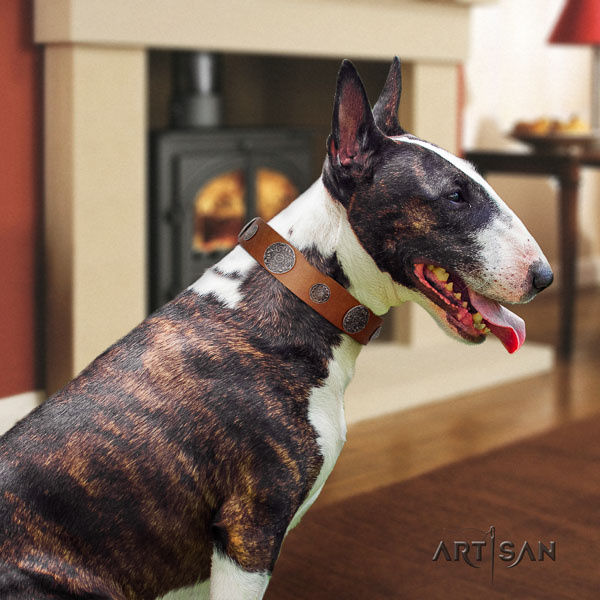 Bull Terrier comfortable wearing dog collar of extraordinary quality genuine leather