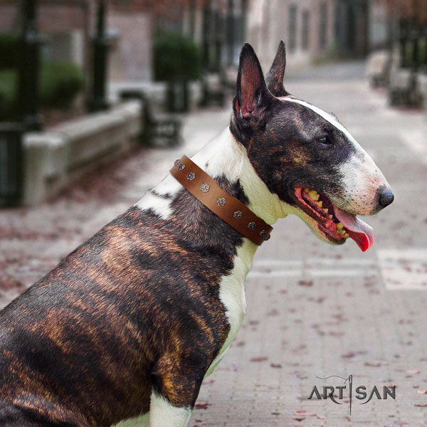 Bull Terrier daily walking dog collar of top notch quality natural leather