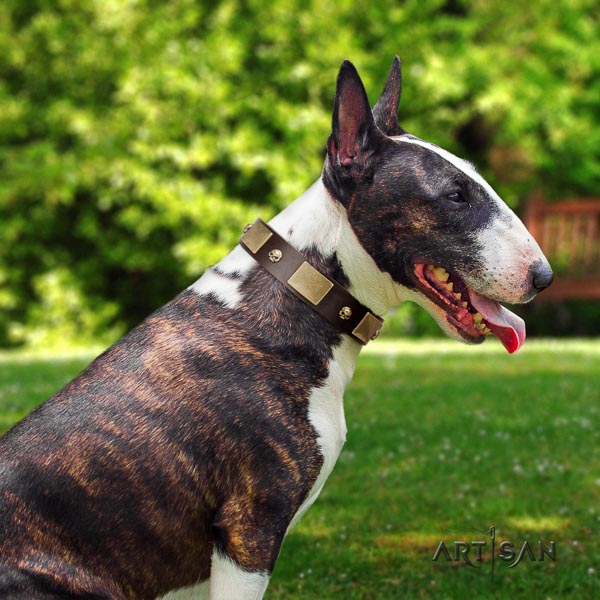 Bull Terrier comfortable wearing dog collar of significant quality natural leather