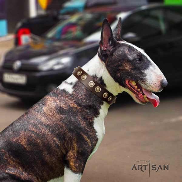 Bull Terrier extraordinary full grain natural leather dog collar with adornments