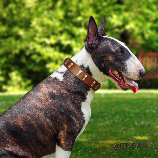 Bull Terrier comfy wearing dog collar of stylish natural leather