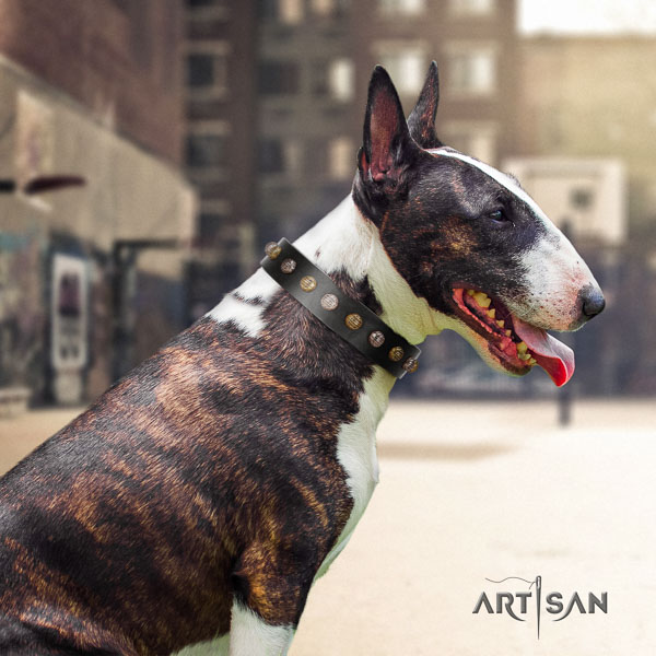 Bull Terrier daily walking dog collar of significant quality leather
