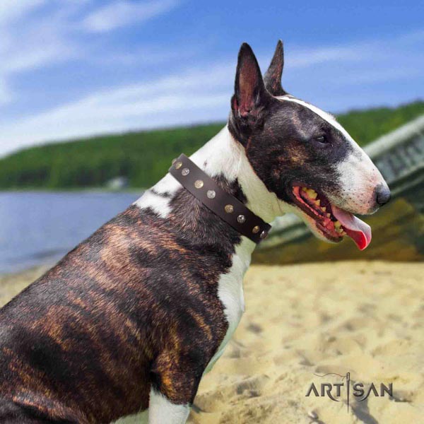 English Bull Terrier adorned genuine leather collar with corrosion resistant d-ring