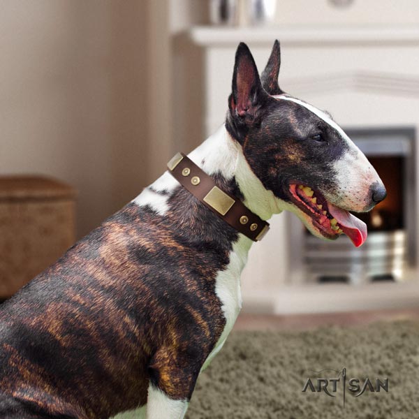 English Bull Terrier stylish design full grain natural leather collar with corrosion proof fittings
