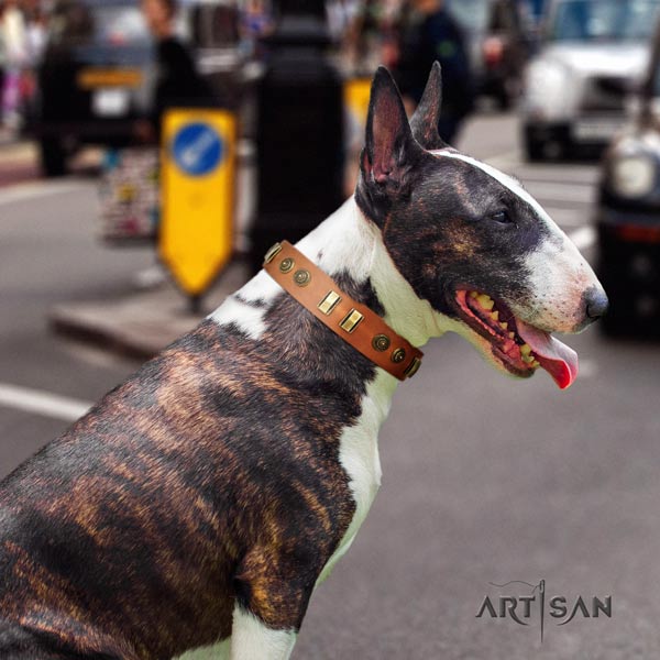 English Bull Terrier decorated full grain natural leather collar with rust-proof fittings