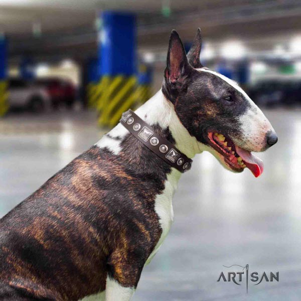 English Bull Terrier best quality leather collar with corrosion resistant hardware