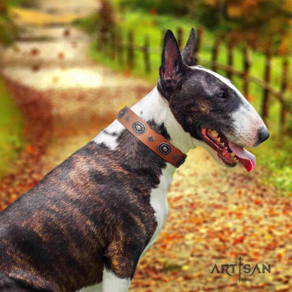 English Bull Terrier fashionable leather collar with rust resistant buckle