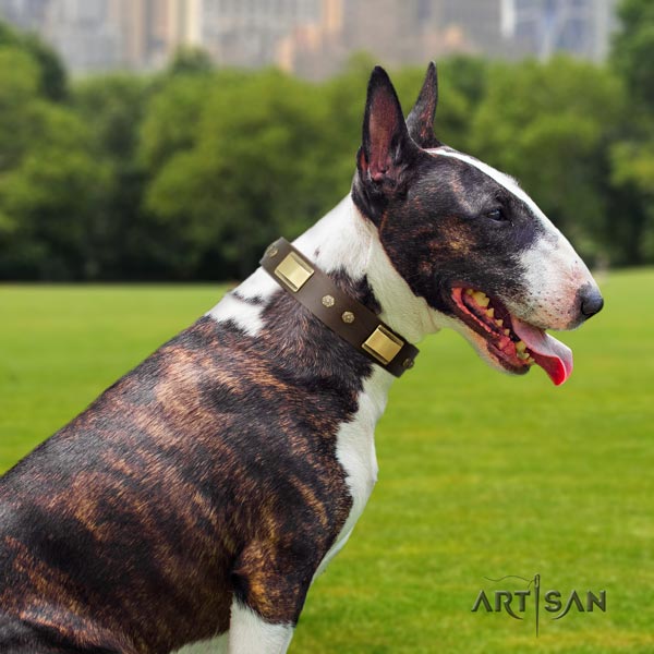 English Bull Terrier amazing genuine leather collar with rust resistant buckle