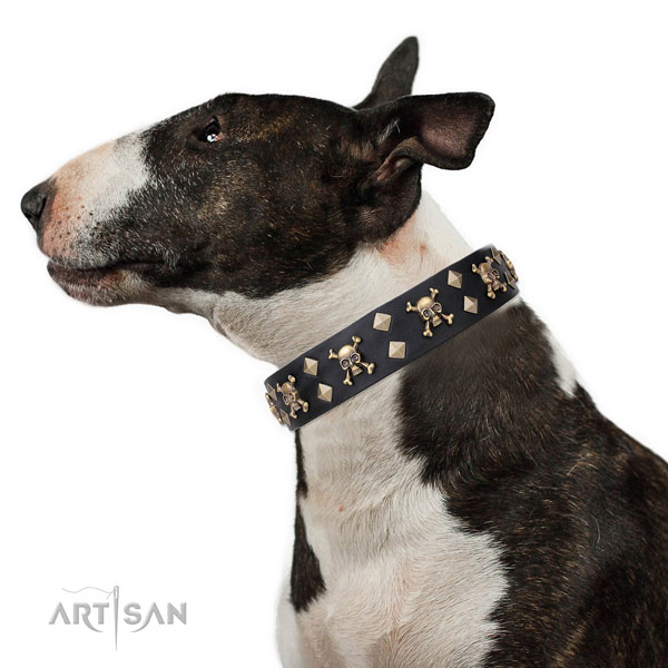 English Bull Terrier stylish design full grain natural leather dog collar for comfortable wearing