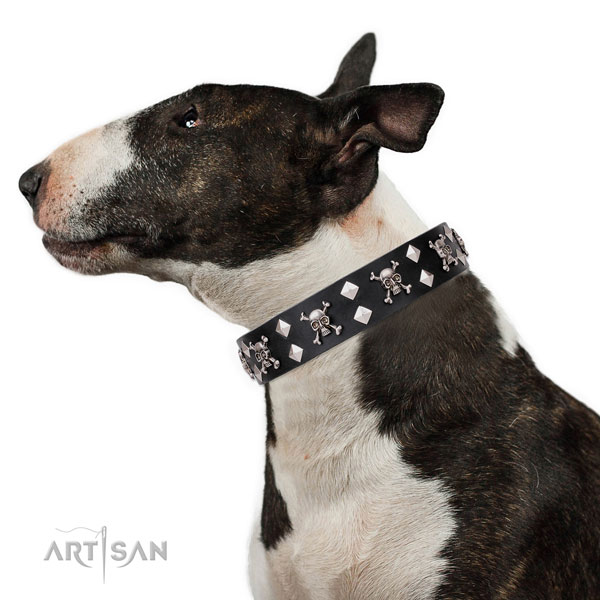 English Bull Terrier exceptional full grain leather dog collar for stylish walking