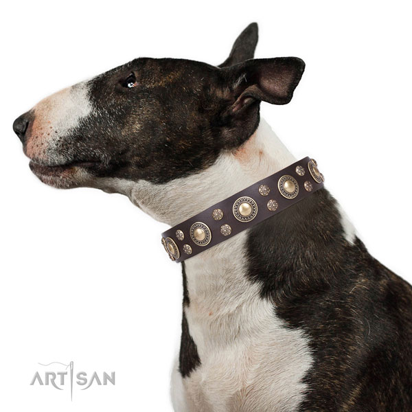 English Bull Terrier easy wearing full grain leather dog collar for walking