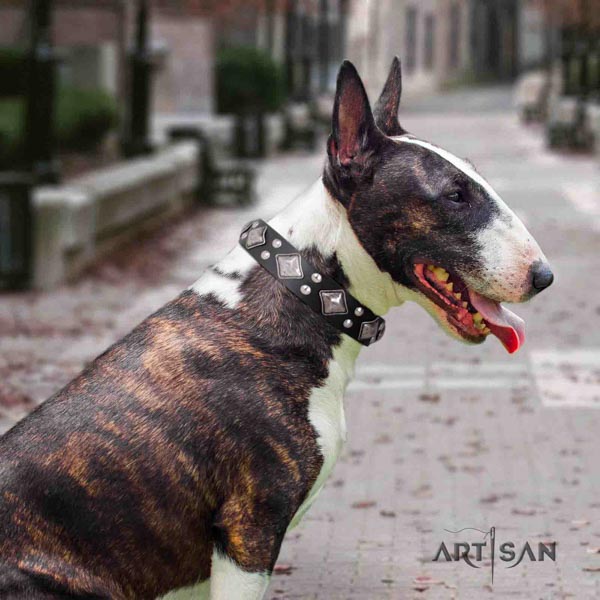 English Bull Terrier best quality full grain natural leather collar with corrosion proof hardware