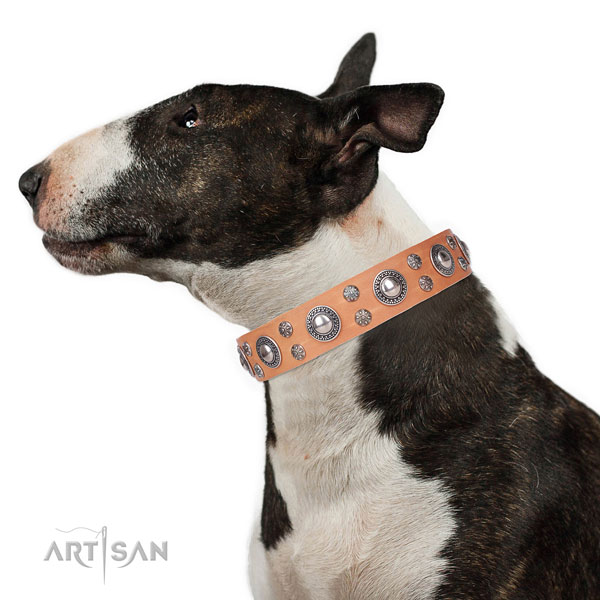 English Bull Terrier fine quality natural genuine leather dog collar for daily use