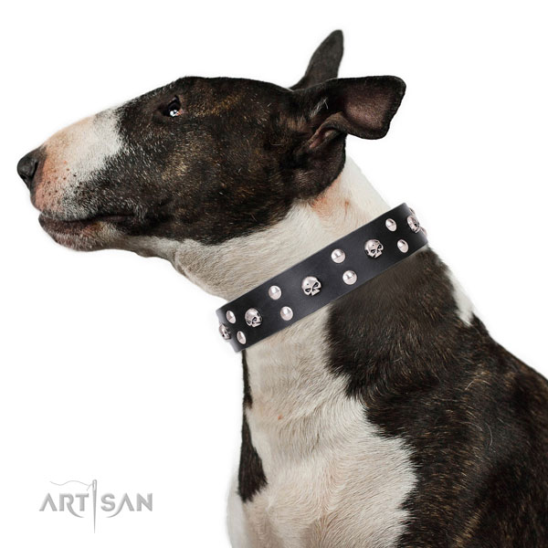 English Bull Terrier decorated natural genuine leather dog collar for fancy walking