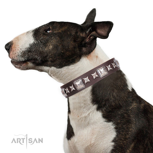 English Bull Terrier easy wearing full grain leather dog collar for handy use