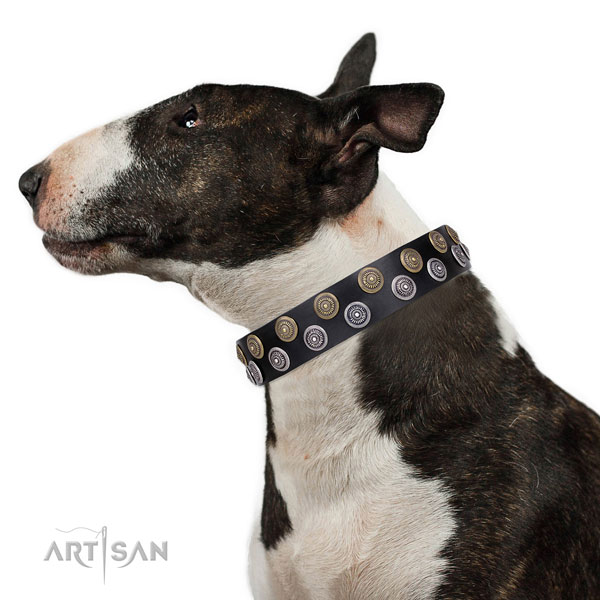 English Bull Terrier adorned full grain leather dog collar for everyday use