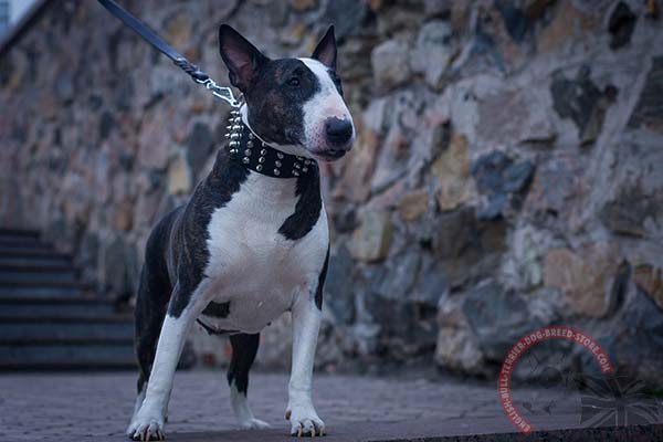 English Bullterrier black leather collar easy-to-adjust with quick release buckle for any activity
