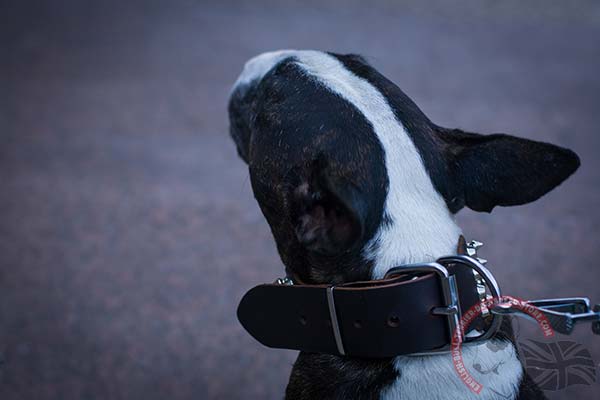 English Bullterrier black leather collar of genuine materials studded for walking