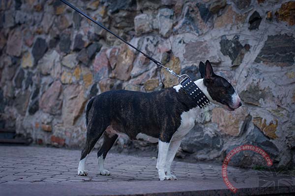 English Bullterrier black leather collar with rust-resistant nickel plated hardware for basic training