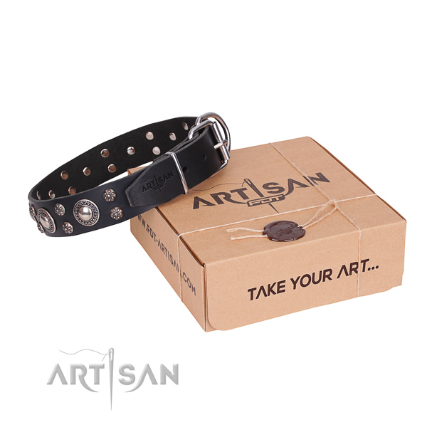 Day-to-day leather dog collar with remarkable studs