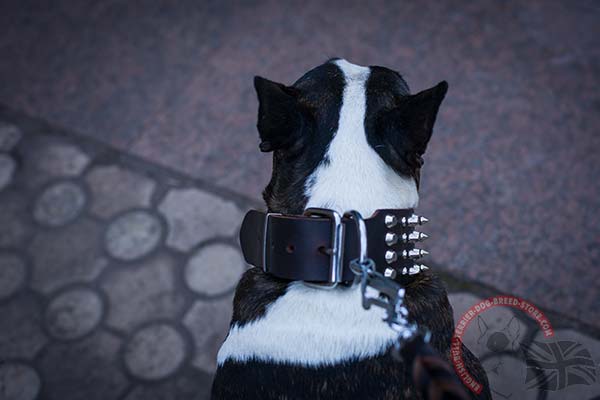 Strong English Bullterrier Collar with Buckle for Easy Fixation
