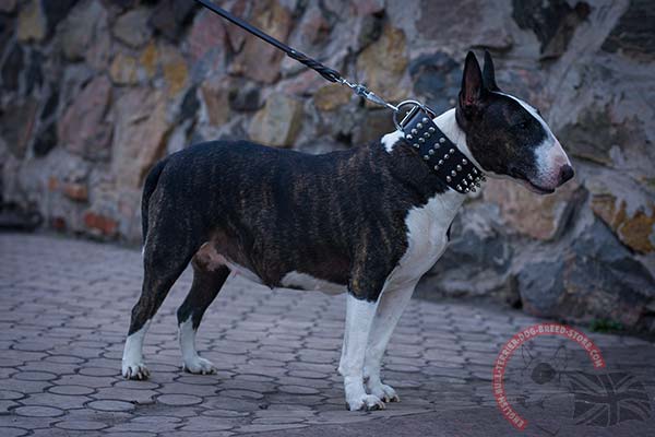 English Bullterrier Collar with Rustless Decorations