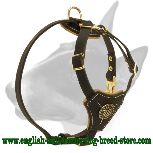 bull terrier leather harness